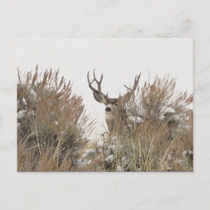 Wyoming Deer Briefkaart