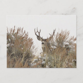 Wyoming Deer Briefkaart