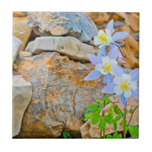 Wyoming, Grand Teton National Park 1 Tegeltje