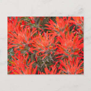 Wyoming, Lincoln County, Desert Paintbrush Briefkaart