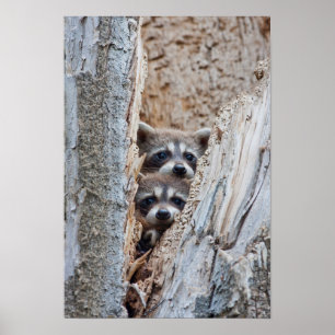Wyoming, Lincoln County, Raccoon Poster