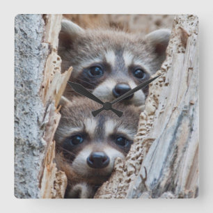 Wyoming, Lincoln County, Raccoon Vierkante Klok