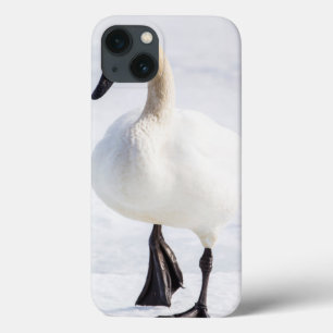 Wyoming, National Elk Refuge, Trumpeter Swan 1 iPhone 13 Hoesje