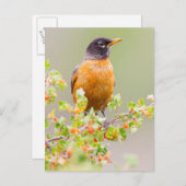 Wyoming, Sublette County, An American Robin Briefkaart (Voorkant / Achterkant)