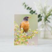 Wyoming, Sublette County, An American Robin Briefkaart (Staand voorkant)