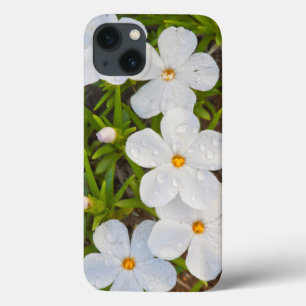 Wyoming, Sublette County, Close of Phlox iPhone 13 Hoesje