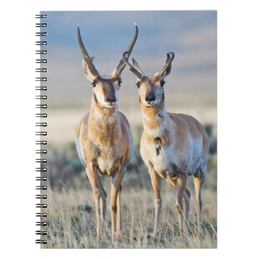 Wyoming, Sublette County, Gaffelbok rammen Notitieboek (Voorkant)