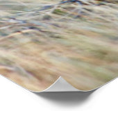 Wyoming, Sublette County, Gaffelbokken reebokken Poster (Hoek)