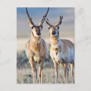 Wyoming, Sublette County, Gaffelbokrammen Briefkaart