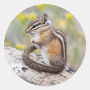 Wyoming, Sublette County, Kleinste Wangzakelezel Ronde Sticker