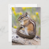 Wyoming, Sublette County, Least Chipmunk Briefkaart (Voorkant / Achterkant)
