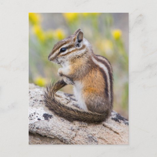 Wyoming, Sublette County, Least Chipmunk Briefkaart (Voorkant)