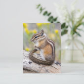 Wyoming, Sublette County, Least Chipmunk Briefkaart (Staand voorkant)