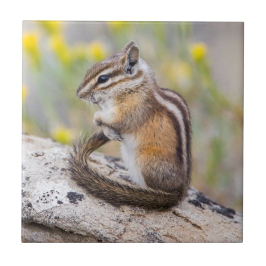 Wyoming, Sublette County, Least Chipmunk Tegeltje (Voorkant)