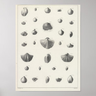 X Carbonifereus Poster