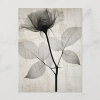 X-Ray Flower w/Leaves Vintage