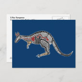 X-Ray Kangaroo Briefkaart (Voorkant / Achterkant)