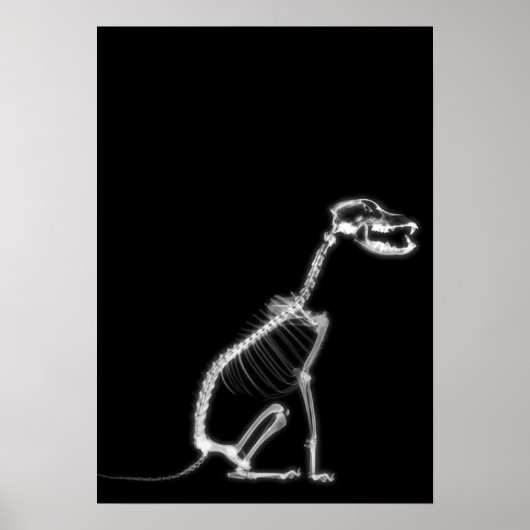 X-RAY PUPPY DOG SKELETON-SITTING - B&W POSTER (Voorkant)