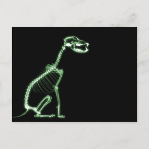 X-RAY PUPPY DOG SKELETON SITTING - GROEN BRIEFKAART