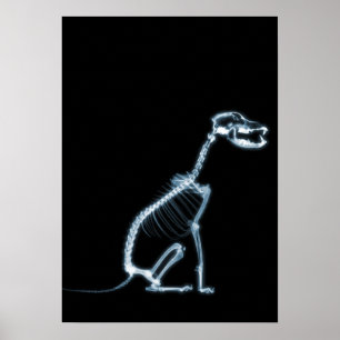 X-RAY SKELETON DOG SITTING - BLAUW EN ZWARTE POSTER