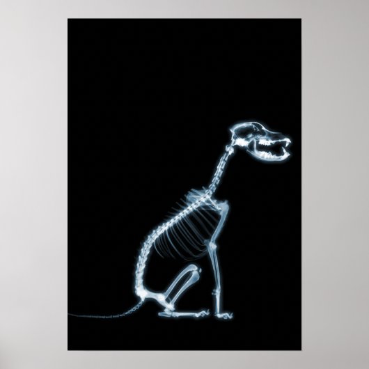 X-RAY SKELETON DOG SITTING - BLAUW EN ZWARTE POSTER (Voorkant)