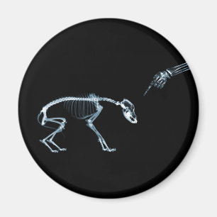 X-Ray Skeletons Blue Bad Dog Magneet