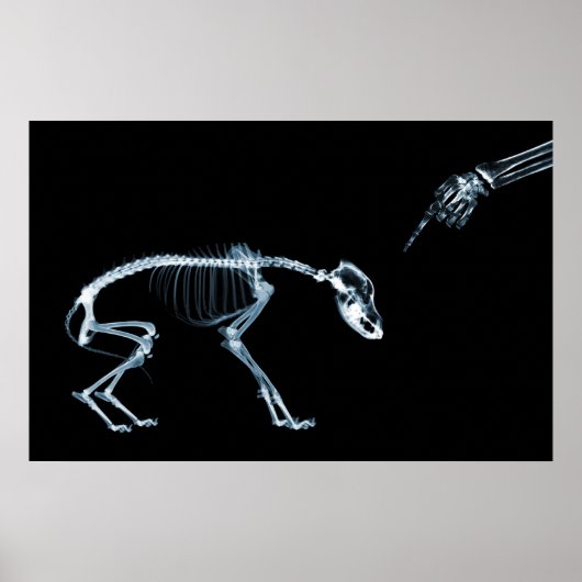 X-Ray Skeletons Blue Bad Dog Poster (Voorkant)