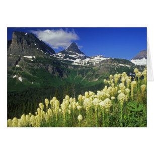 Xerophyllum à Logan Pass dans le parc national de