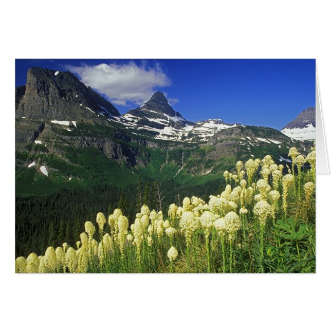 Xerophyllum à Logan Pass dans le parc national de  (Devant horizontal)