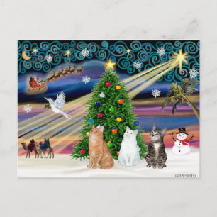 Xmas Magic - 3 katten (2 tabbys - wit) Feestdagenkaart
