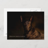 Xoloitzcuintle Briefkaart (Voorkant / Achterkant)