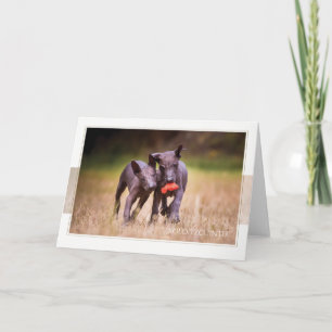 Xoloitzcuintle Puppies Wenskaart Kaart