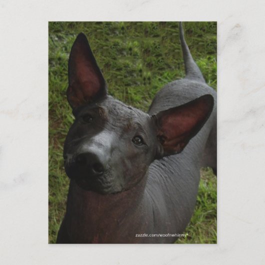 Xoloitzcuintli Briefkaart (Voorkant)