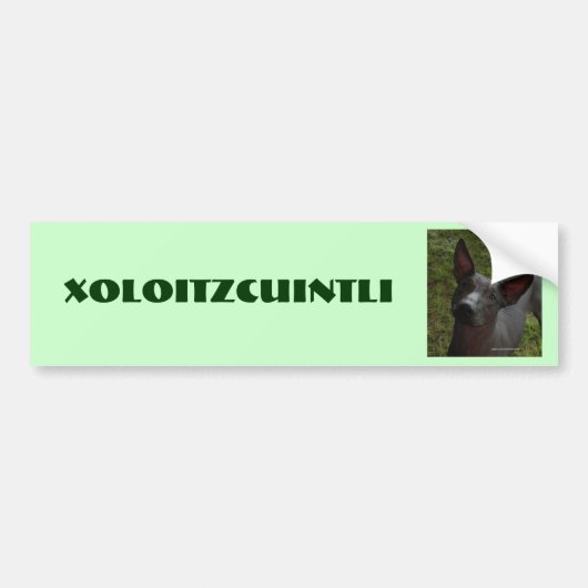 Xoloitzcuintli Bumpersticker (Voorkant)