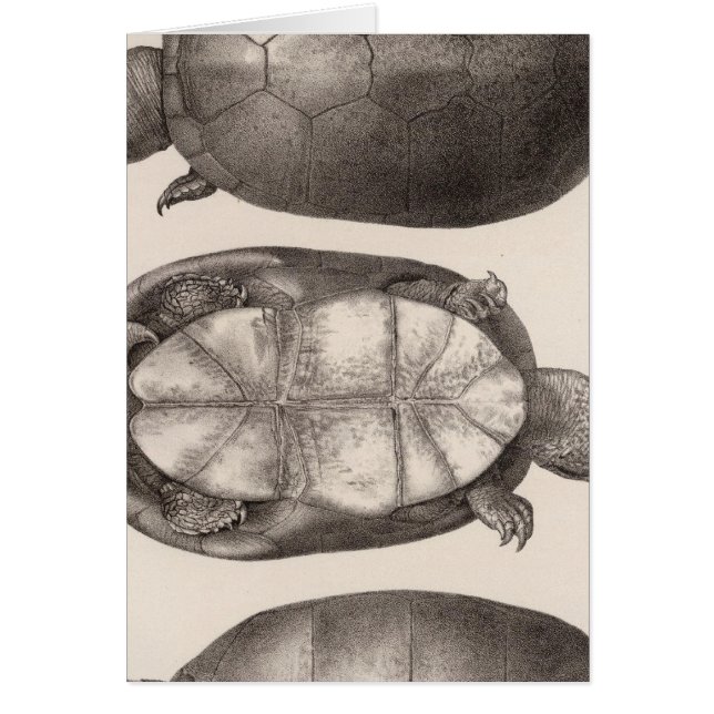 XVI Cinosternum henrici (Devant)