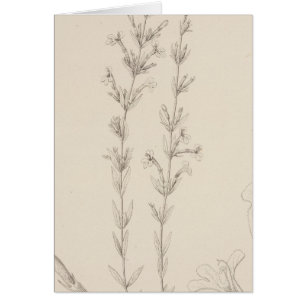 XVII Hedeoma hyssopieolia