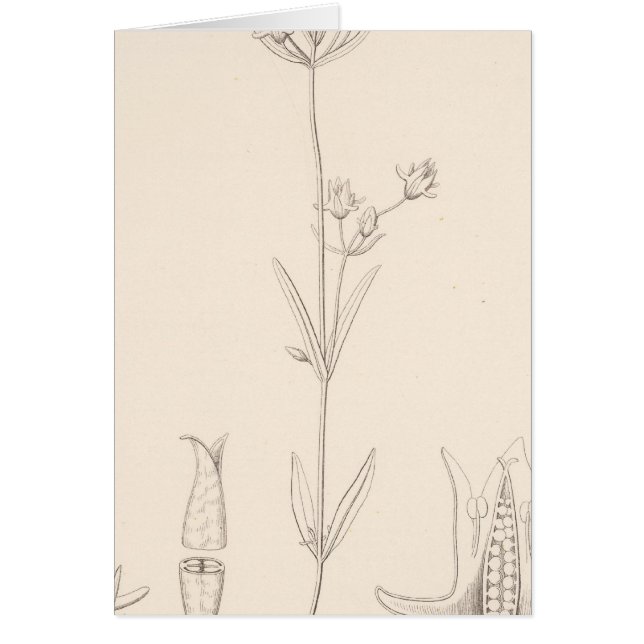 XXI Halenia rogorge (Devant)