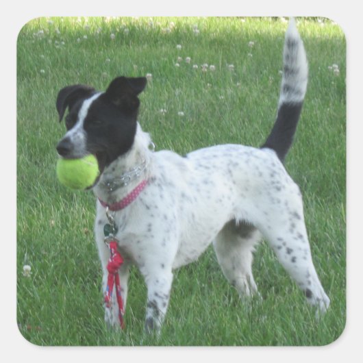 Yahtzee Chien avec Stickers Ball (Devant)