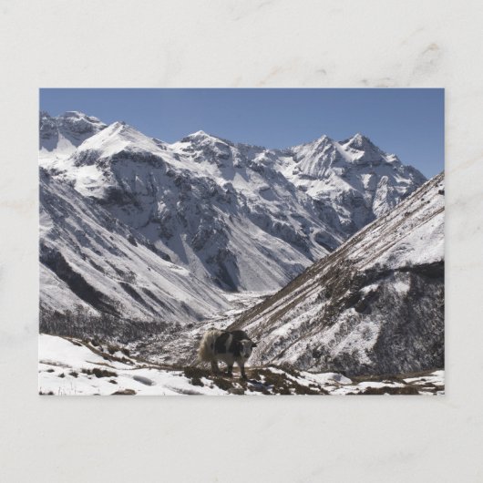 Yak bij Mt. Jhomolari, Jangothang Jigme Dorji Briefkaart (Voorkant)