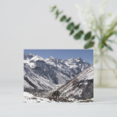 Yak bij Mt. Jhomolari, Jangothang Jigme Dorji Briefkaart (Staand voorkant)