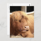 Yak Briefkaart (Voorkant / Achterkant)