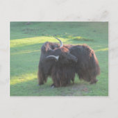 Yak Briefkaart (Voorkant)