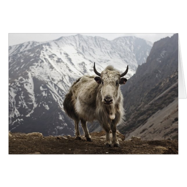 Yak in Nepal (Voorkant Horizontaal)