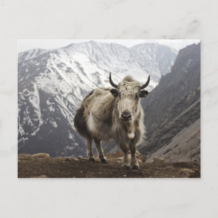 Yak in Nepal Briefkaart