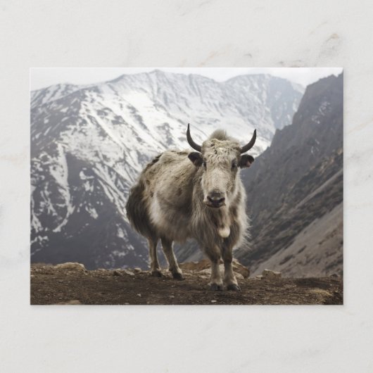 Yak in Nepal Briefkaart (Voorkant)