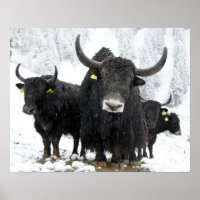 Yak