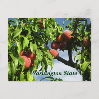 Yakima Valley Peaches, staat Washington. Briefkaart