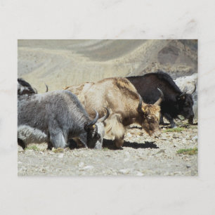 Yaks Briefkaart