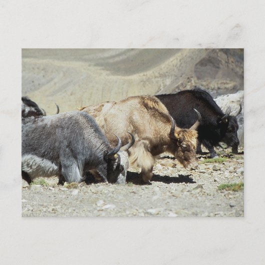 Yaks Briefkaart (Voorkant)