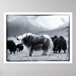 Yaks - De Himalaya Poster